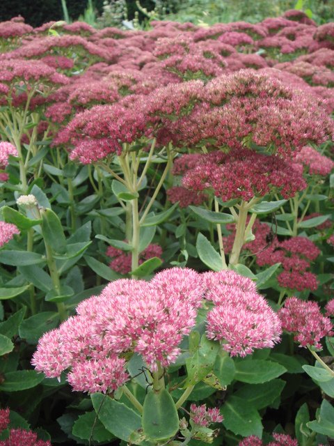 Sedum spathulifolium fleur